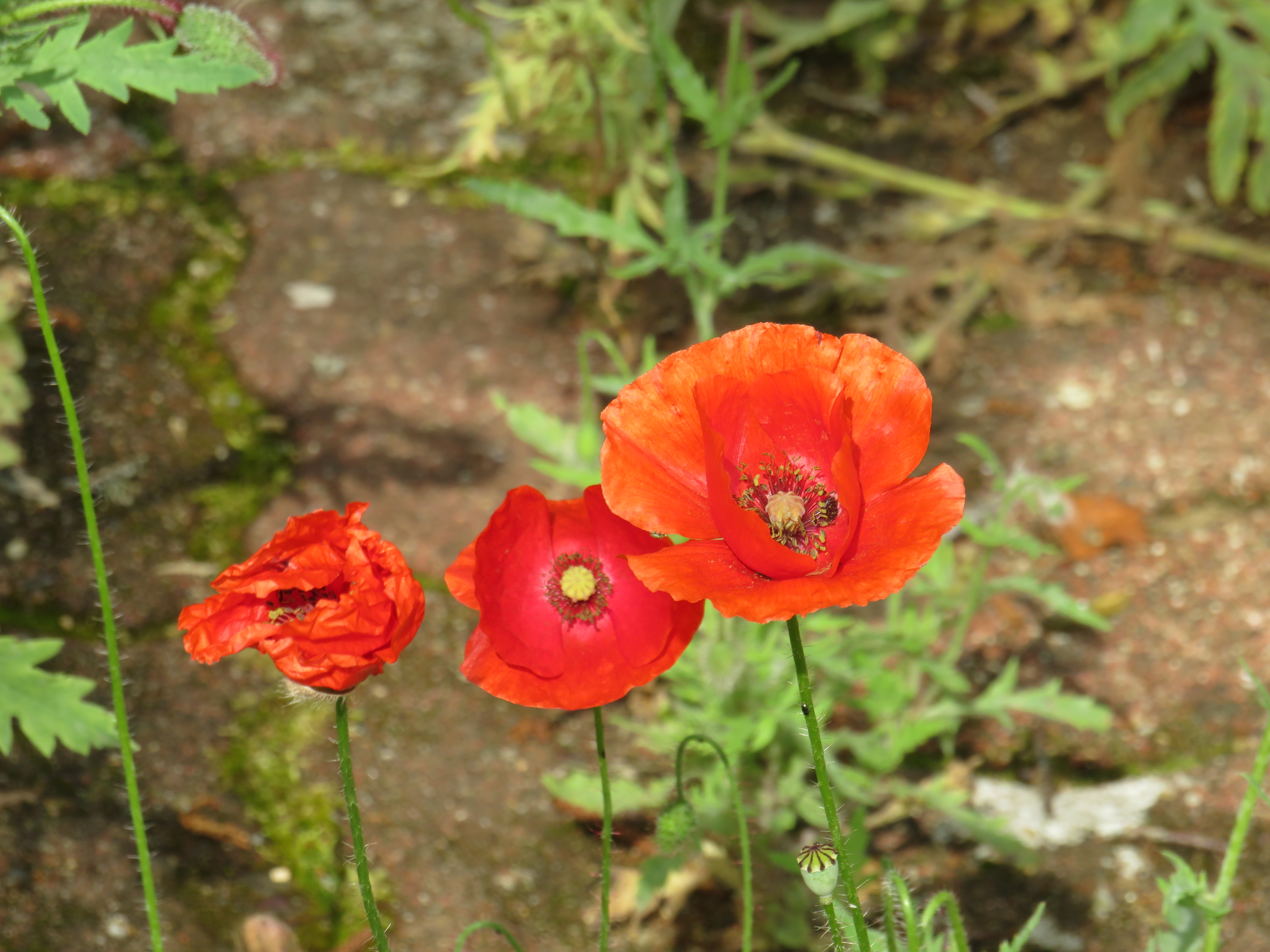 Entfaltung